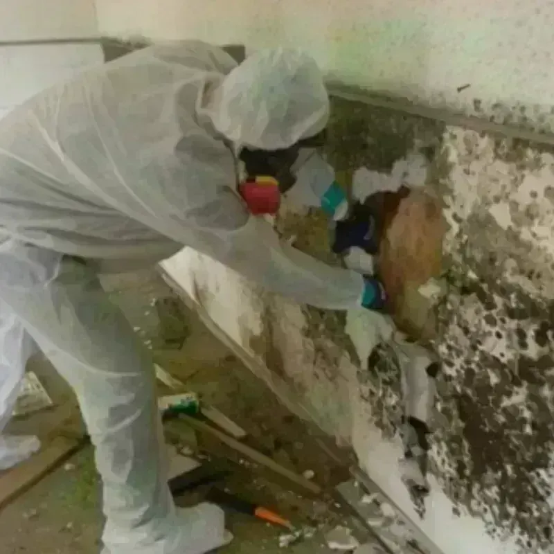 Mold Remediation and Removal in Perryville, AR